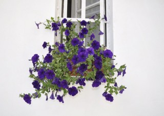 Florile mele,la geamul meu