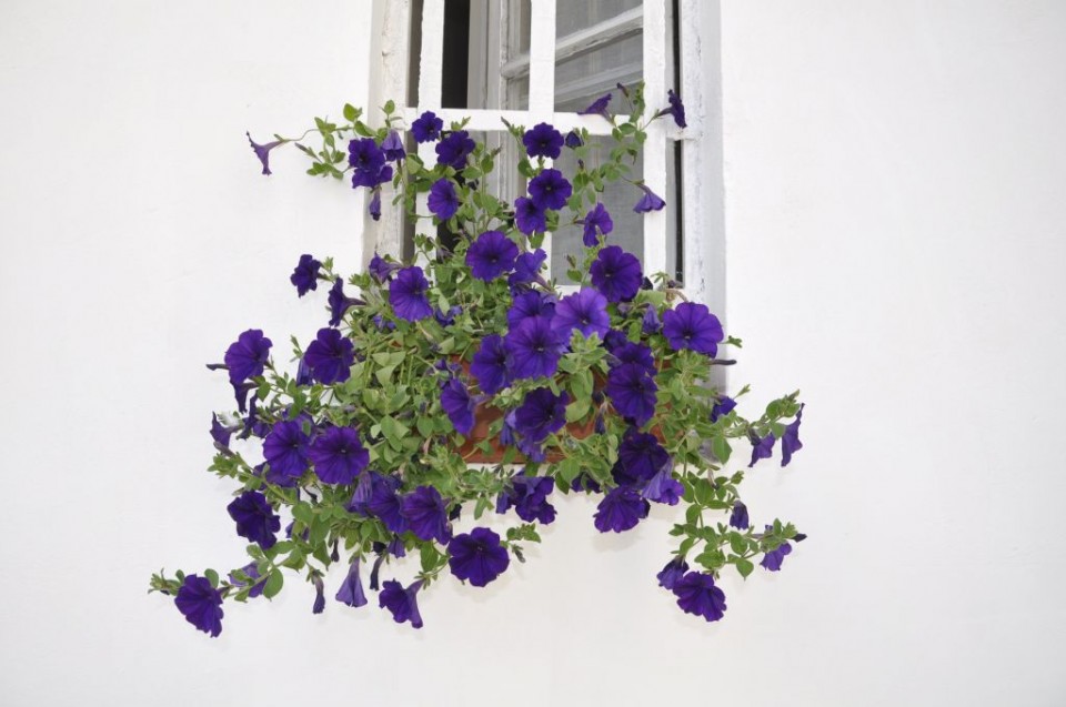 florile mele, la geamul meu