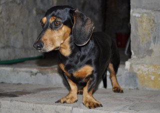 Bricciolo