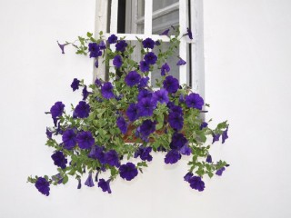 Florile mele,la geamul meu