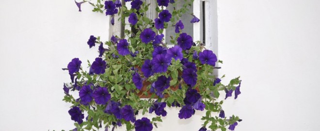 florile mele, la geamul meu